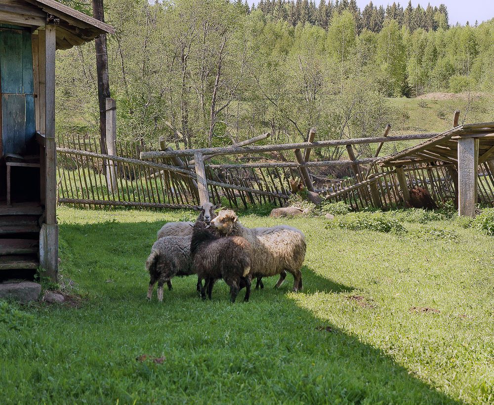 Photograph by Анатолий Максимов