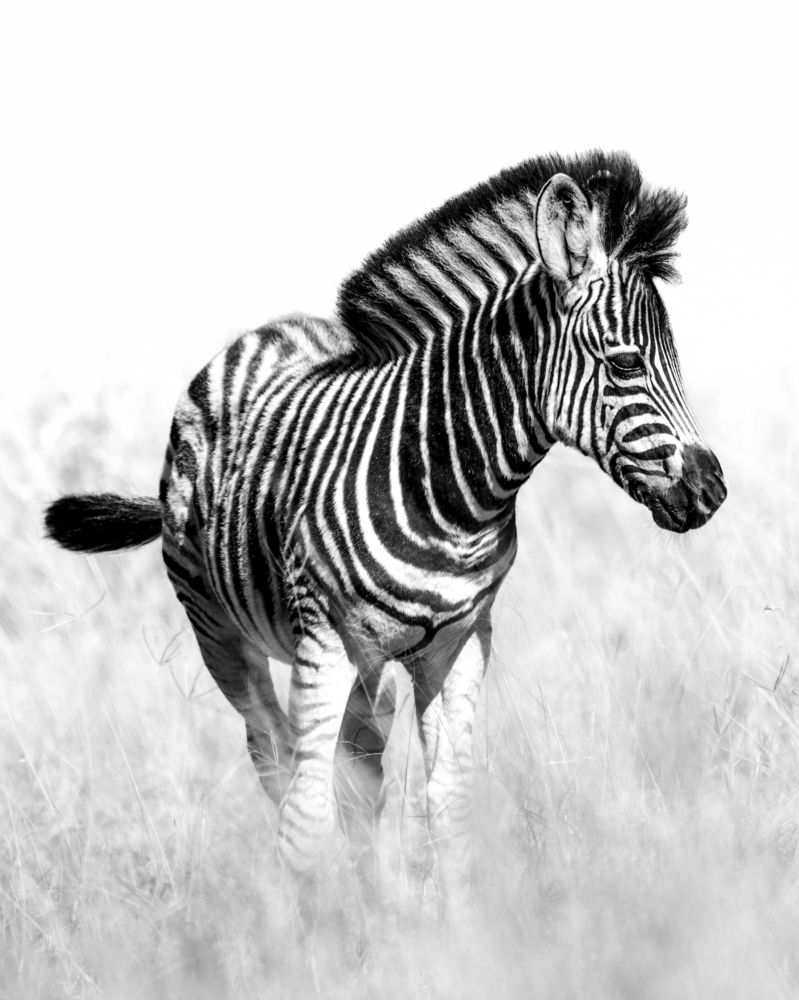 Photograph by João Paulo de Oliveira Freitas