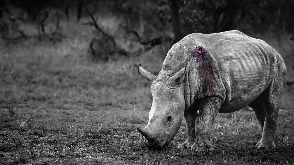 Photograph by João Paulo de Oliveira Freitas