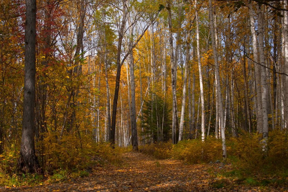 Таёжная акварель