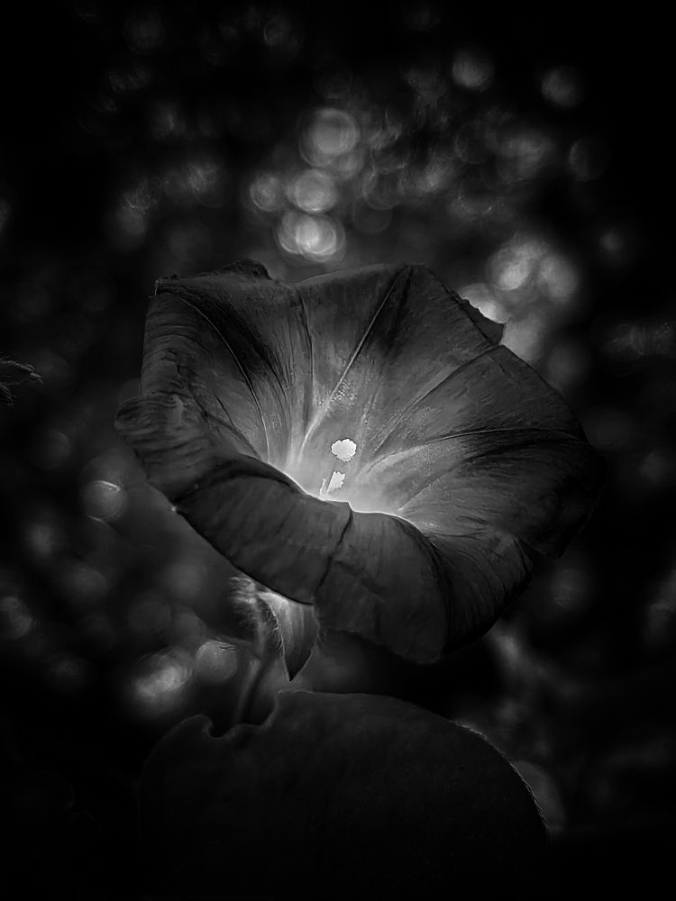 Фотография автора НАТАЛЬЯ СЕВЕР