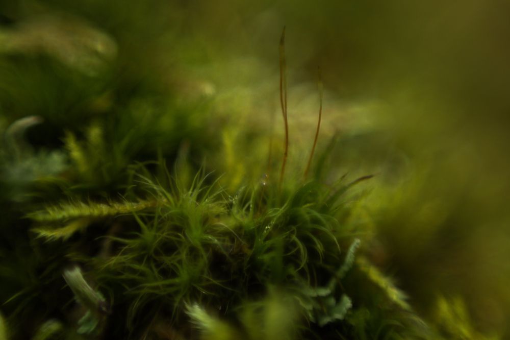 Photograph by Elena Kilina