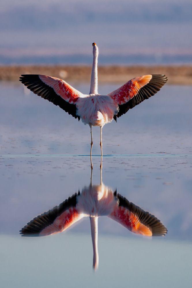 Photograph by João Paulo de Oliveira Freitas