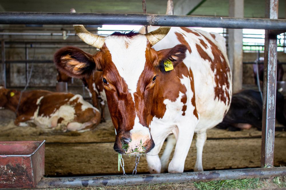 Фотография автора Ирина Гриценко
