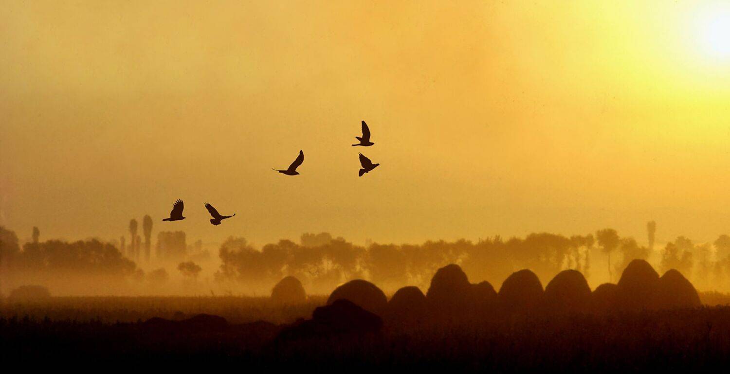 Early morning