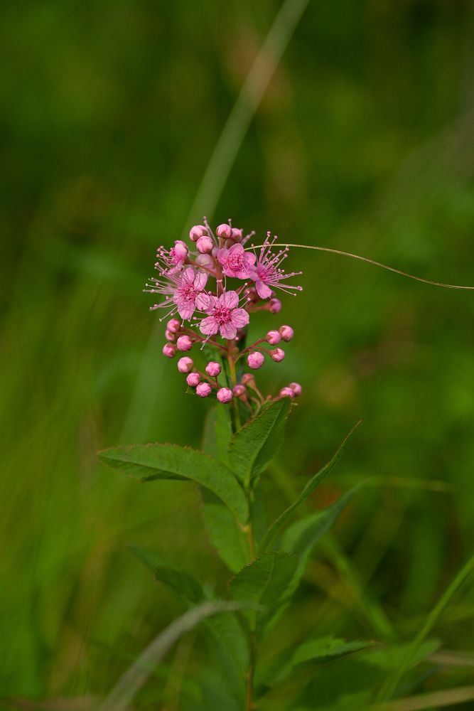 Так вот ты какой, аленький цветочек!