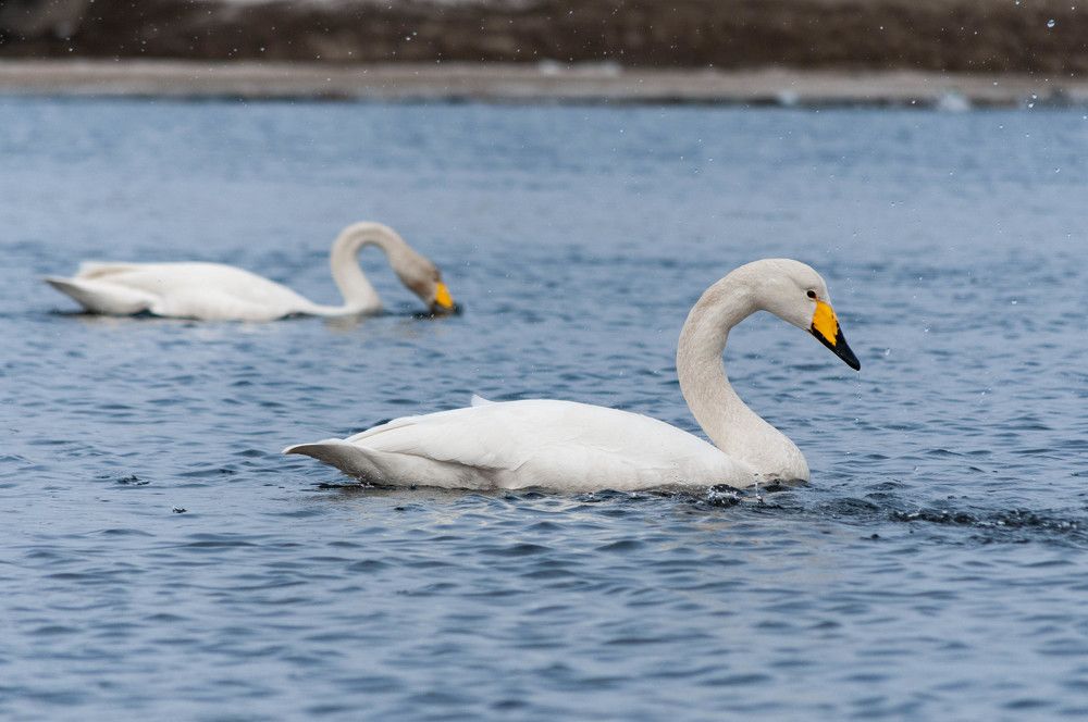 Photograph by Ирина Тен