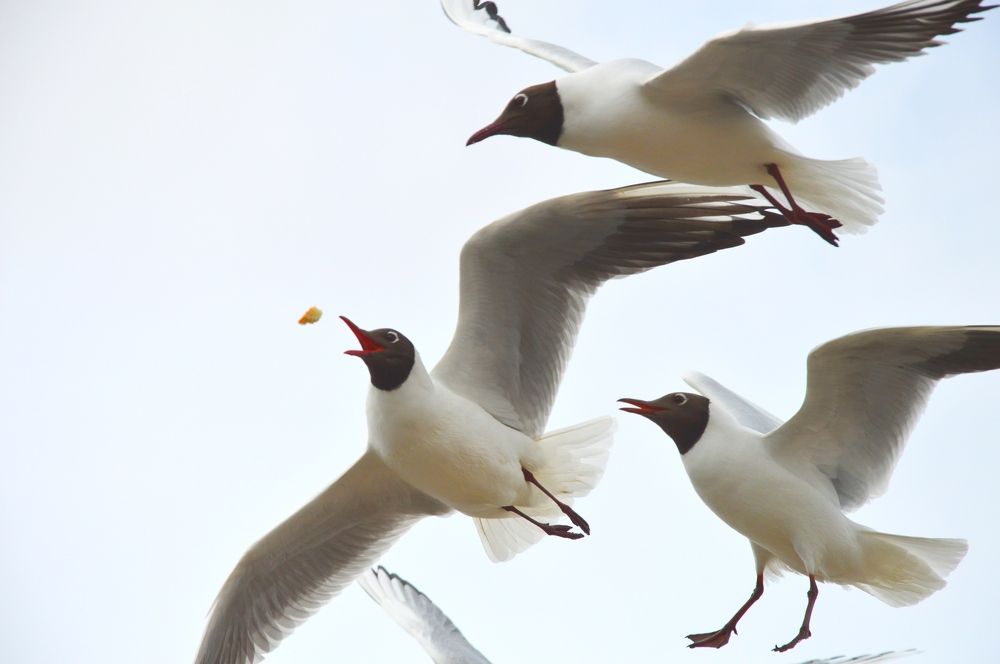 Не щелкай клювом