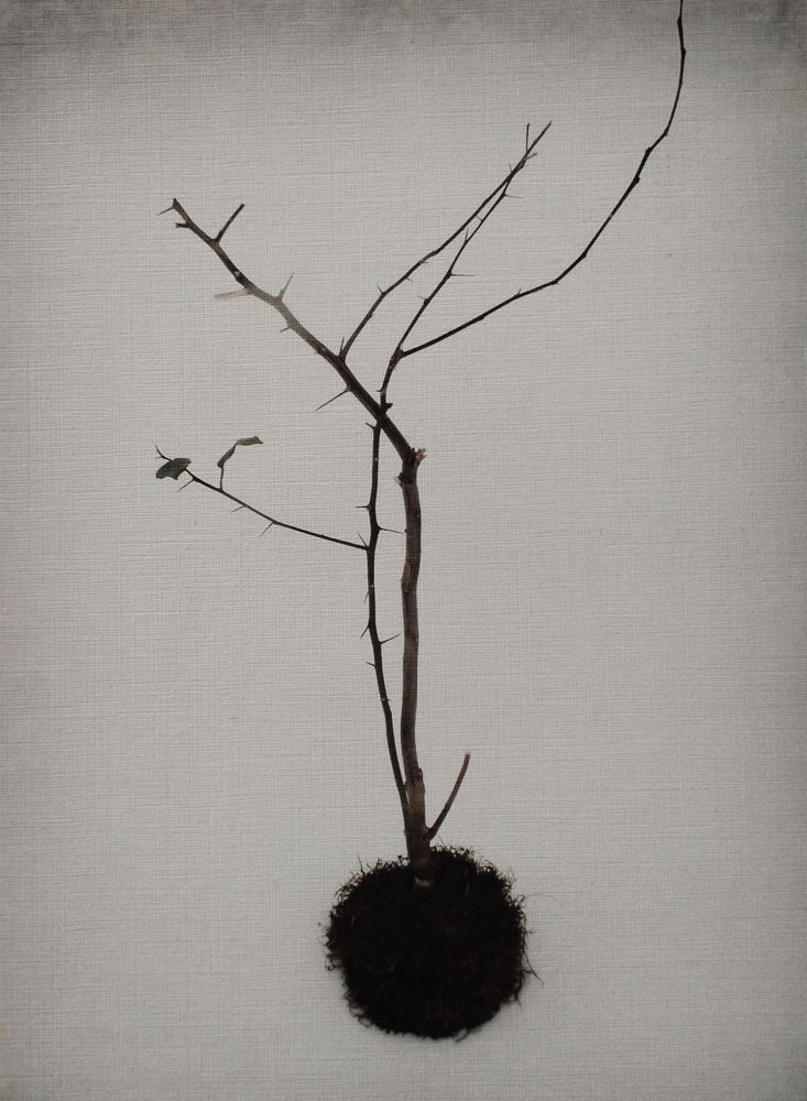 Photo #9612979