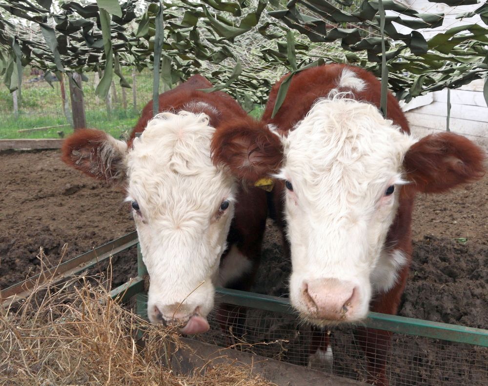 Photograph by Сергей Христинич