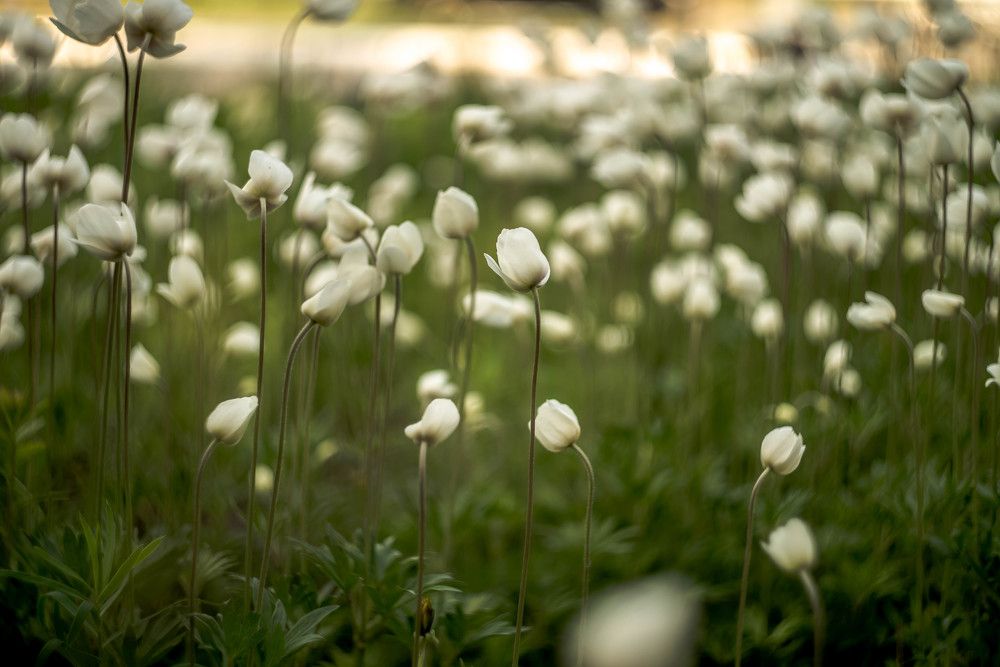 Photograph by Наталья Лещинская