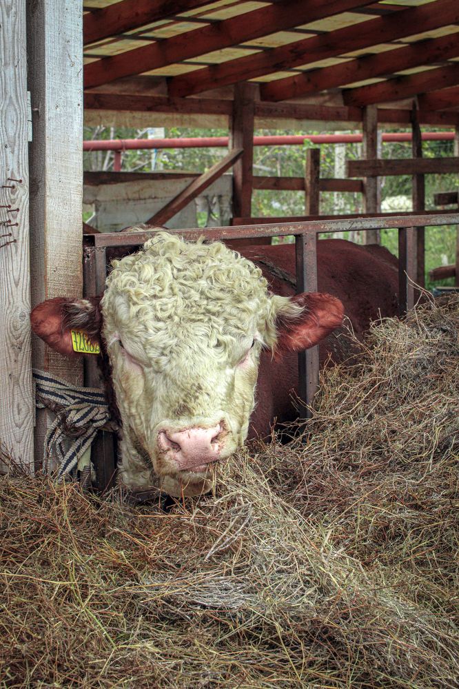 Photograph by Сергей Христинич