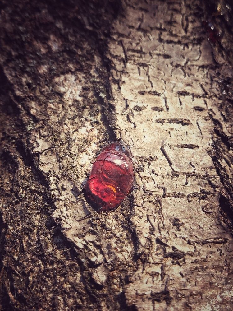 Янтарная слеза