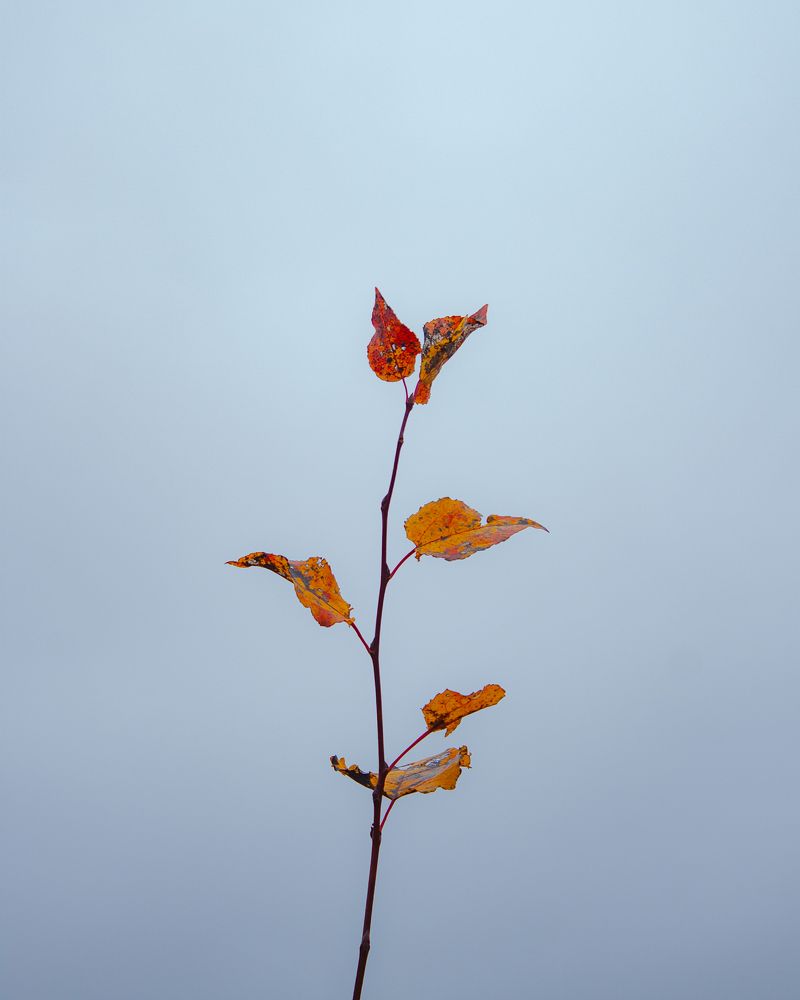 Photograph by Михаил Андронов