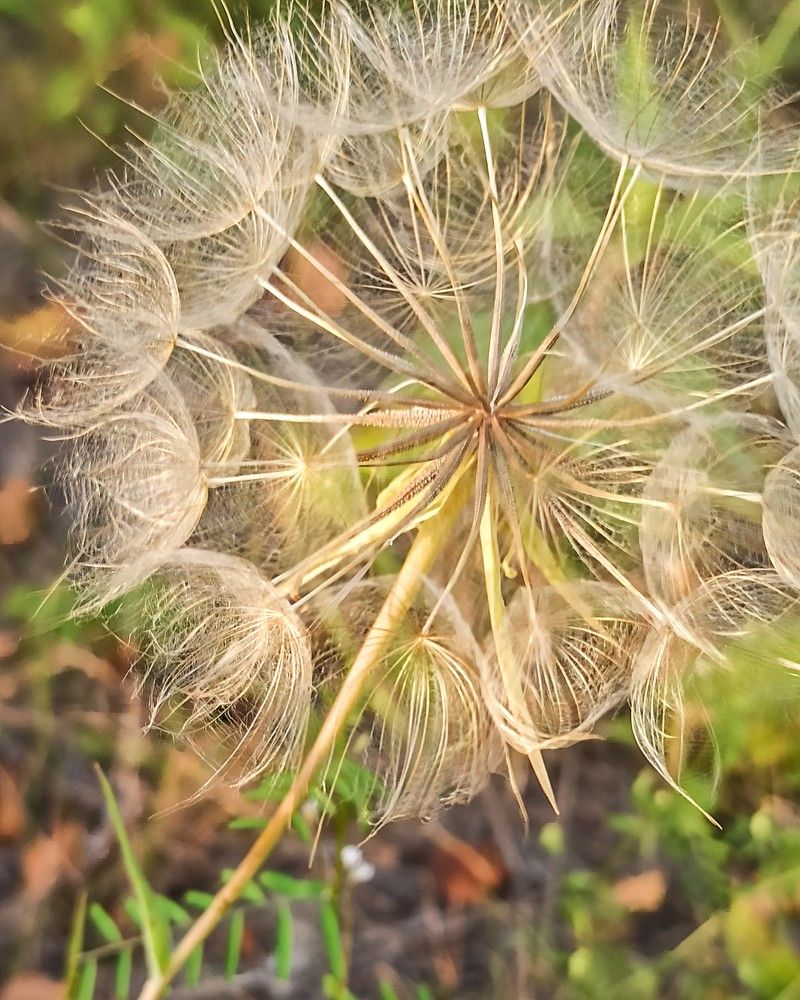 Распушился...