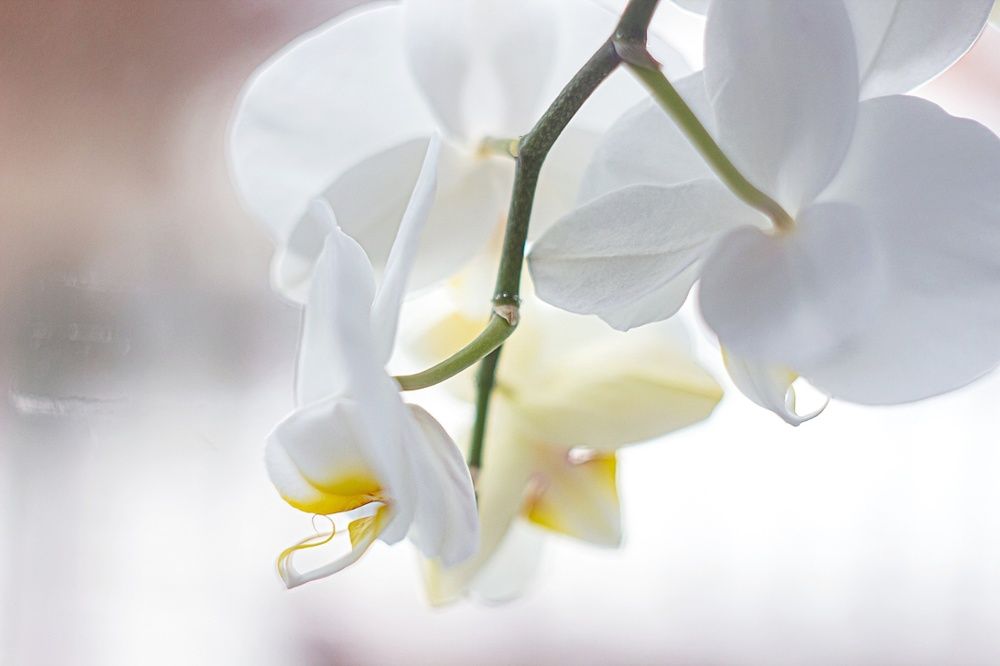 Photograph by Екатерина Першина