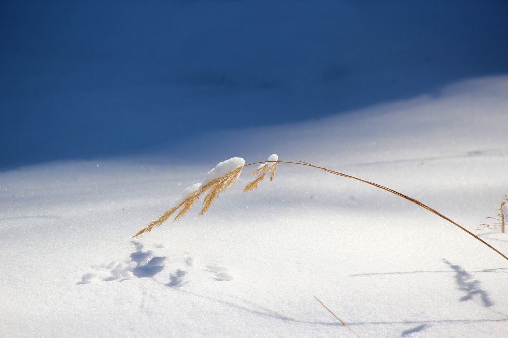 В снежном мире