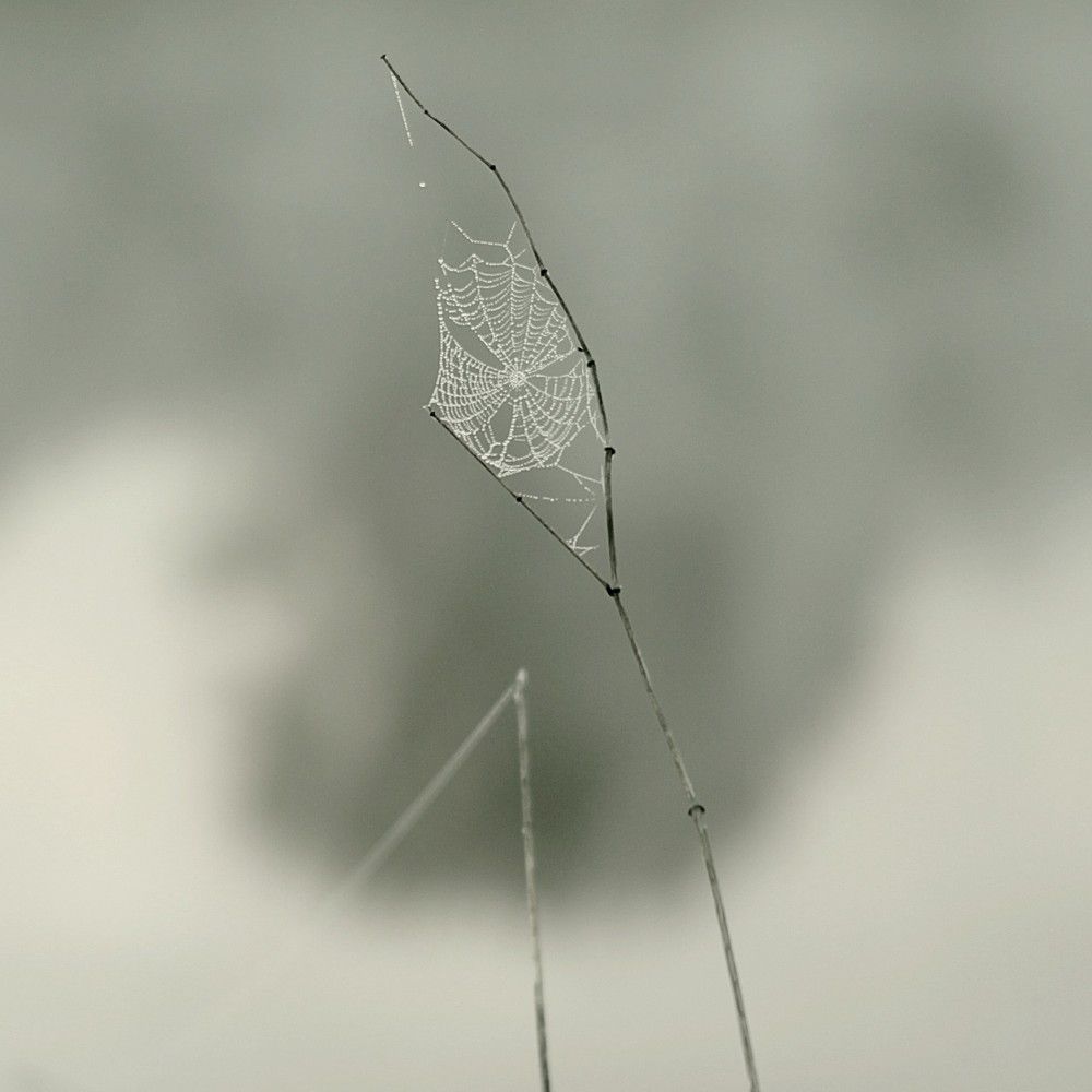 Photograph by Евсеева Валентина