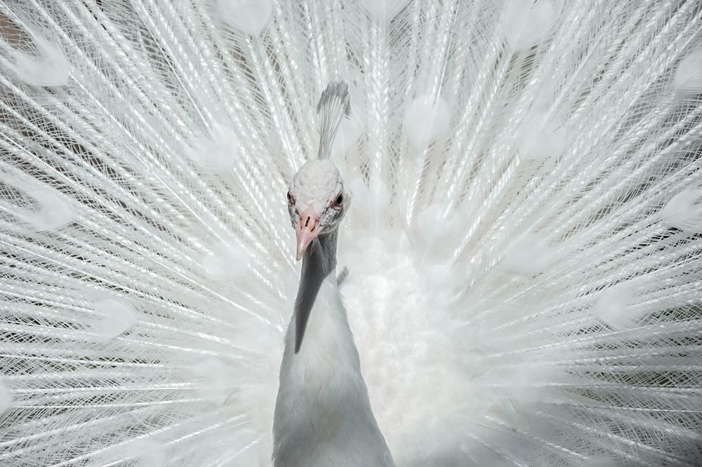 Photograph by Татьяна Грунтович