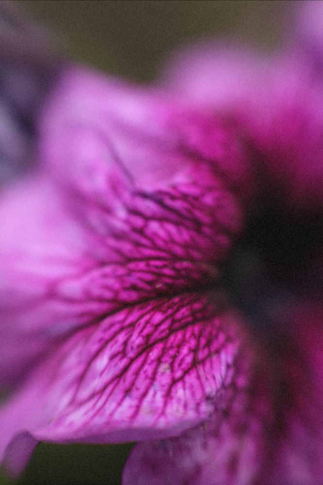 Photograph by Индира Кузнецова