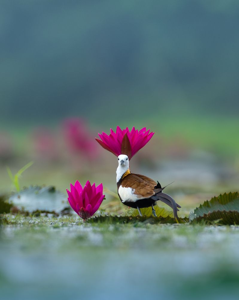 Фотография автора Mainak Halder