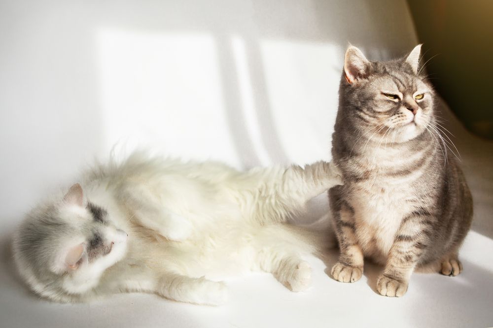 Photograph by Наталья Саксонова