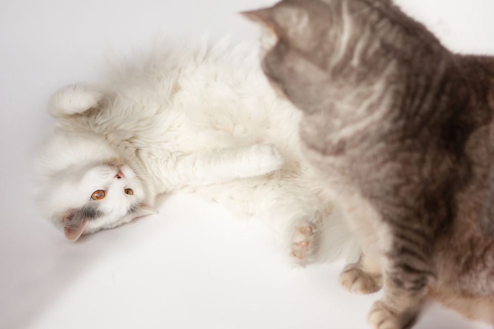 Photograph by Наталья Саксонова