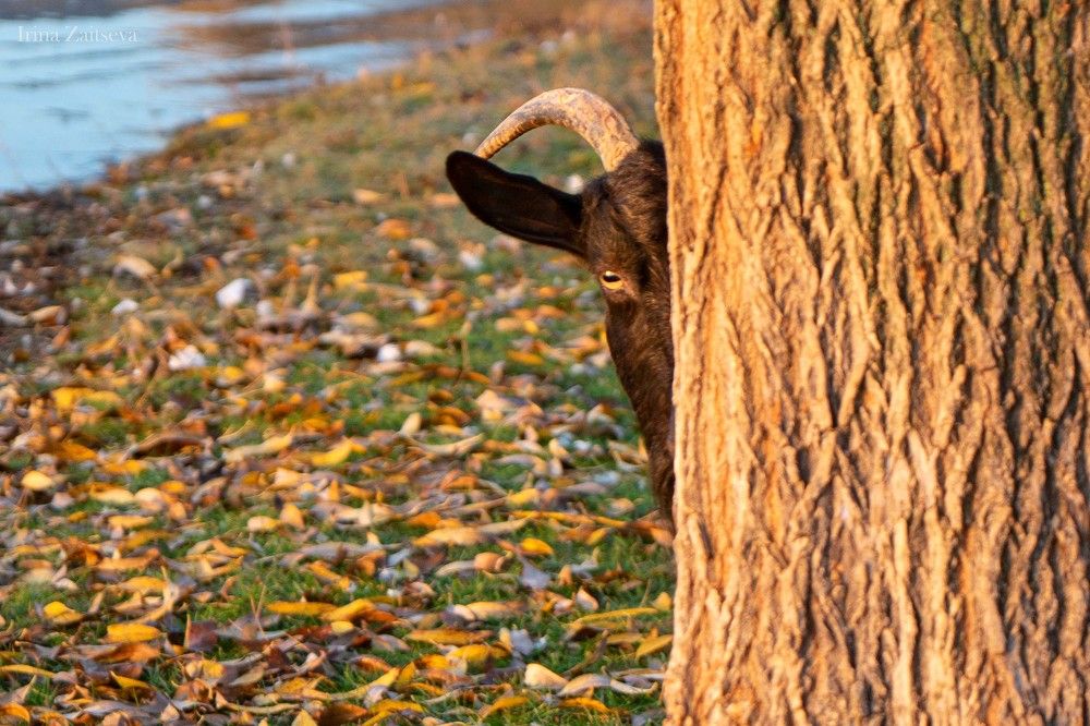 Фотография автора Ирина Зайцева