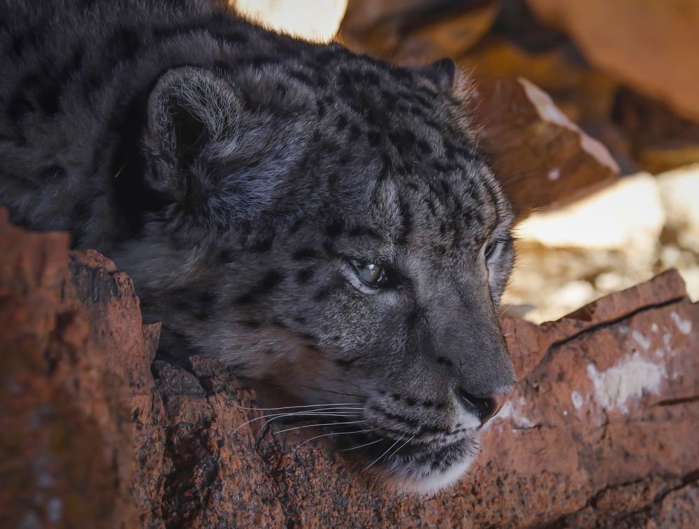 A snow leopard's fierce gaze