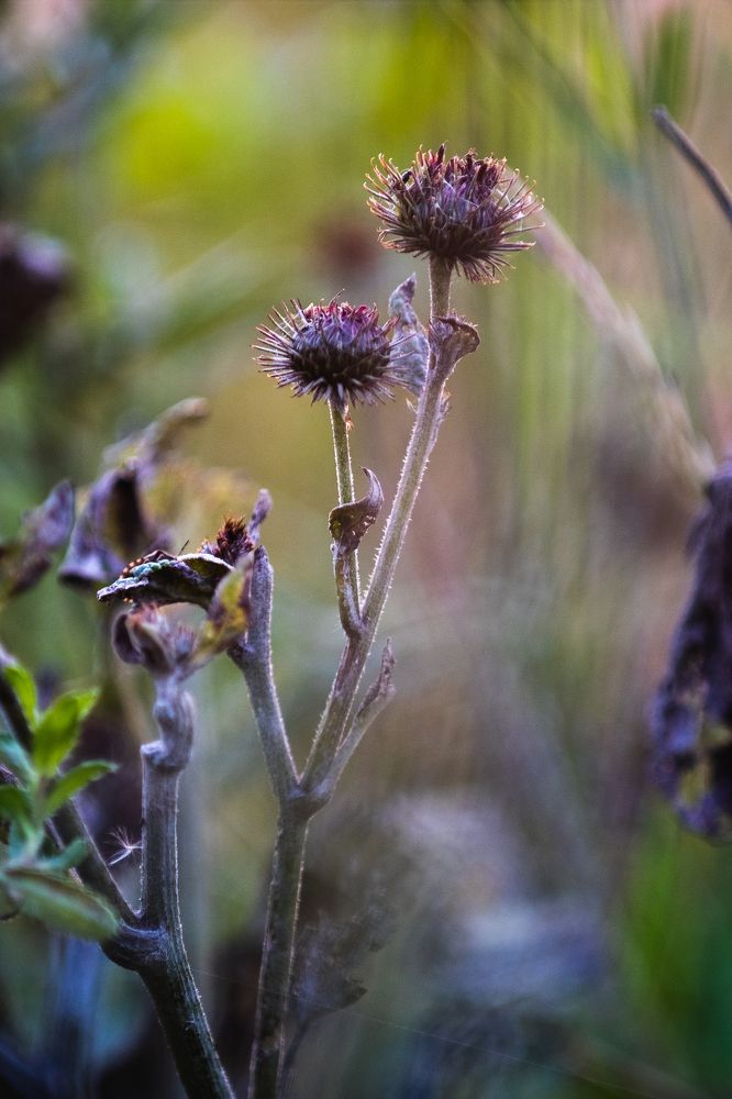 Photograph by Tatiana Teit Ash