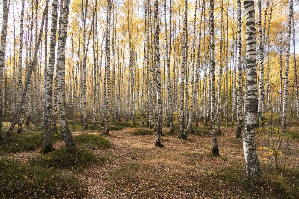 Березовая роща