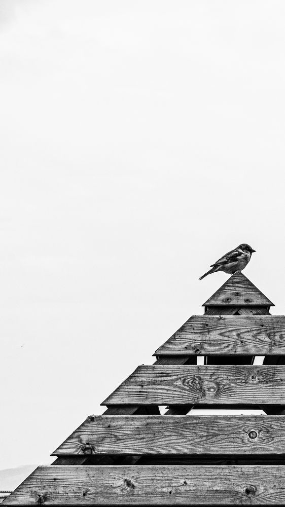 Photograph by Екатерина Мурсынина