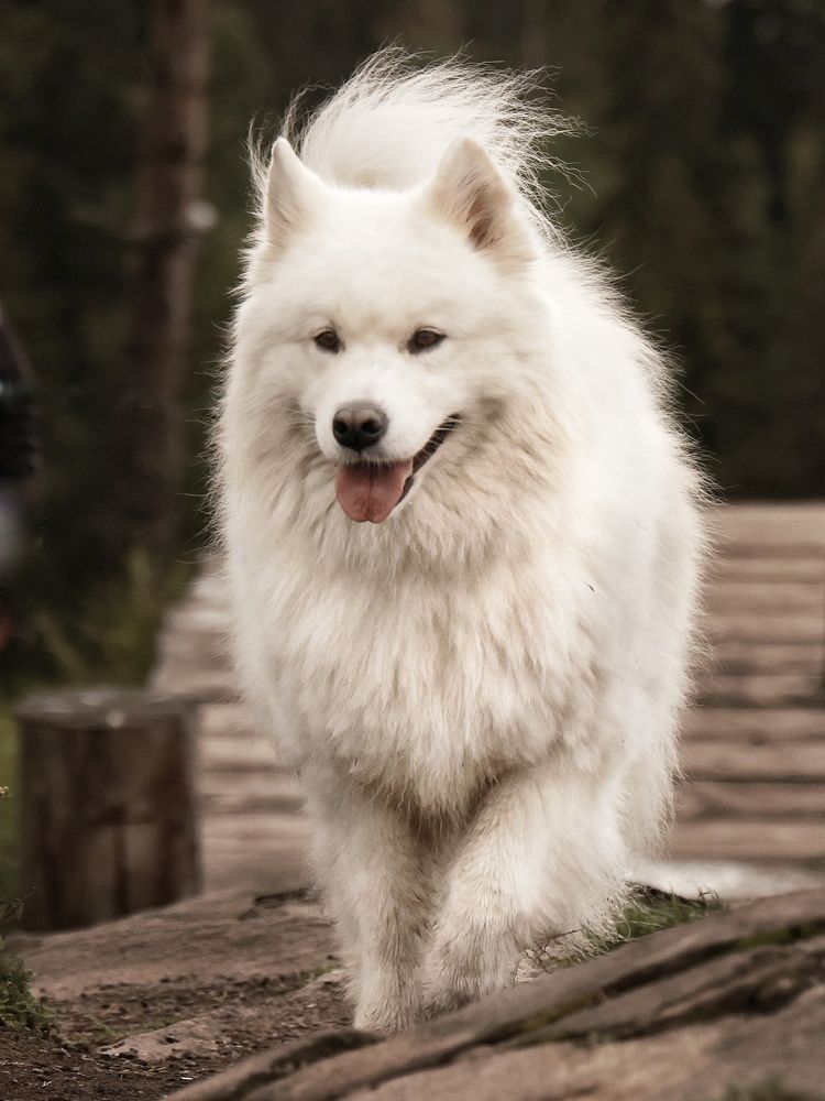 Photograph by Евгения Казакова