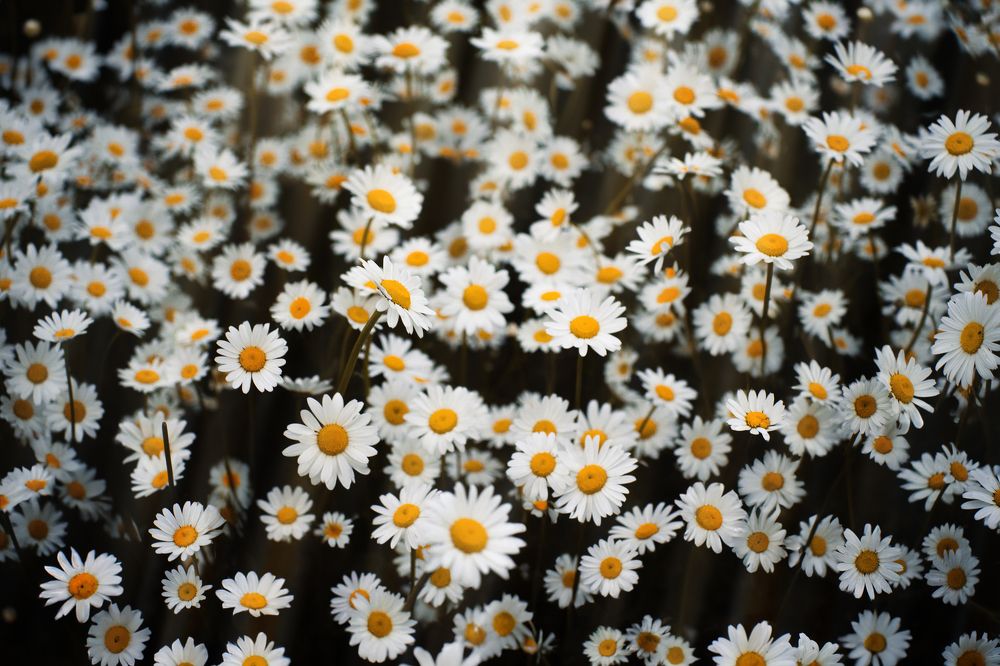 Photograph by Александр Быдрицкий