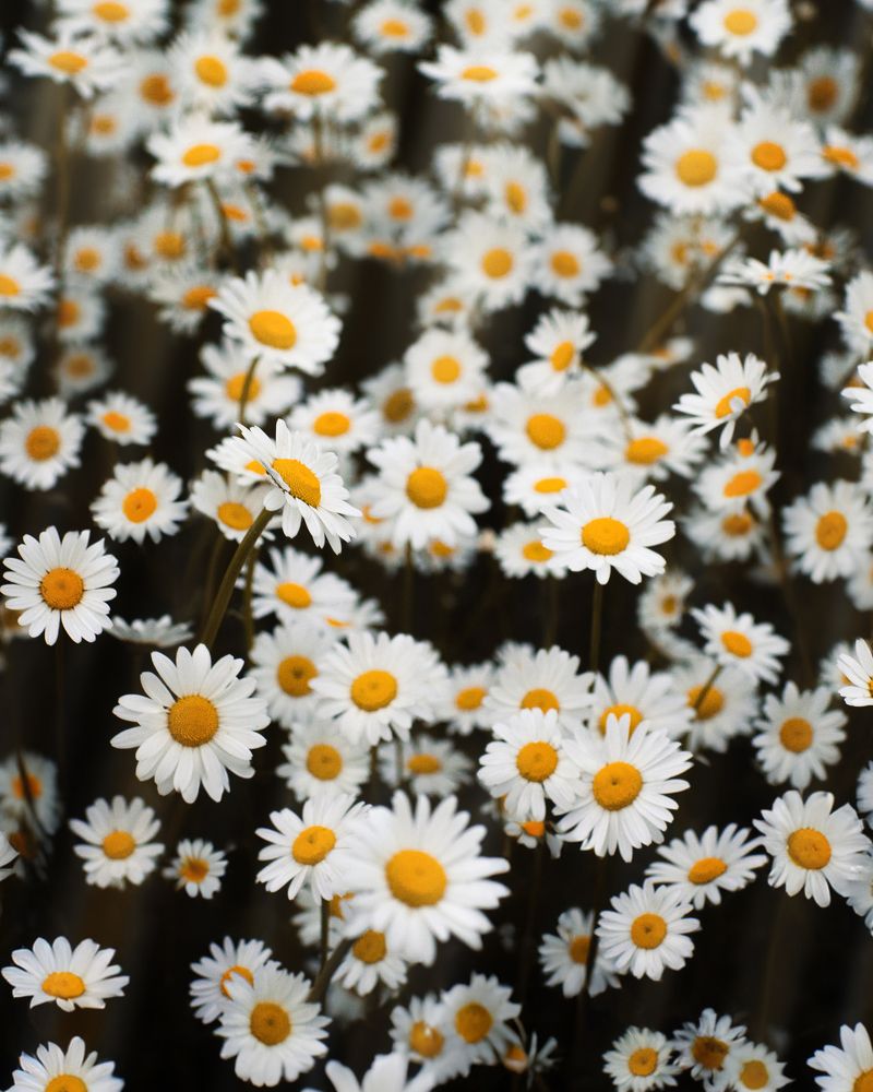 Photograph by Александр Быдрицкий