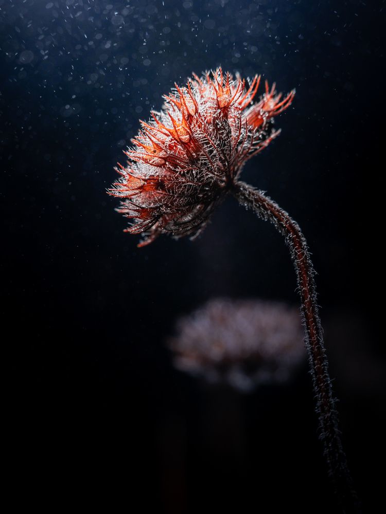 Photograph by Attila Szanto