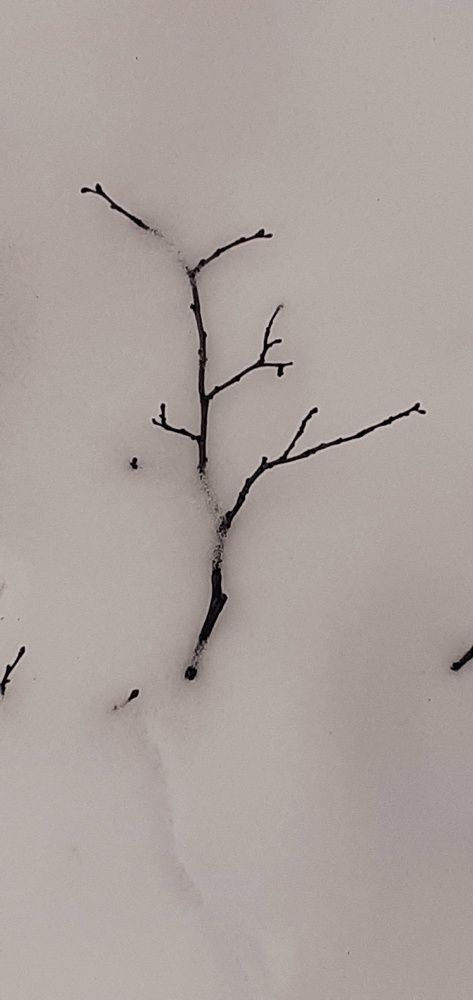 Photograph by Евгения Ульянова