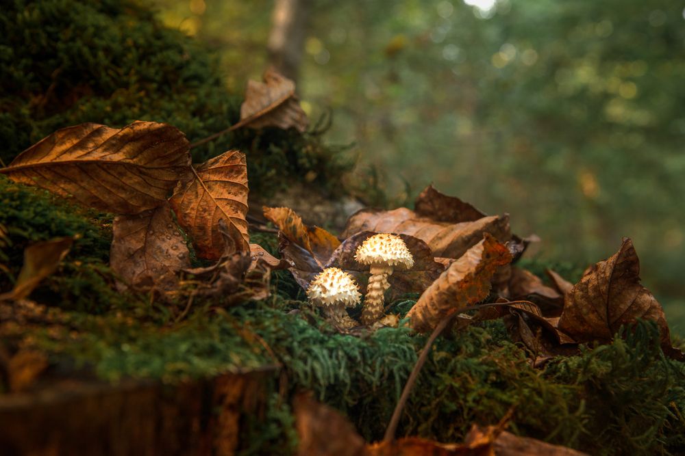 Photograph by Олег Брусенцев