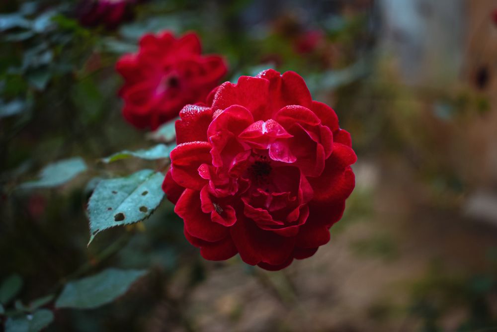 Photograph by DEBRAJ PURKAYASTHA