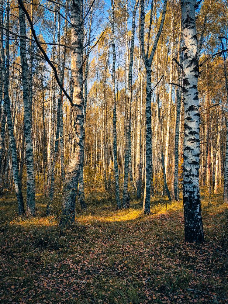 Photograph by Наташа Черепенина