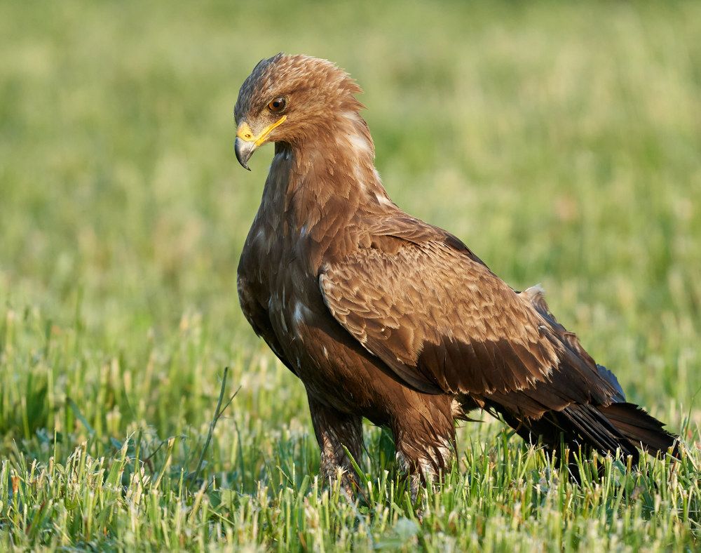 Малый подорлик (Лен.обл., Волосовский р-н, июль 2023)
