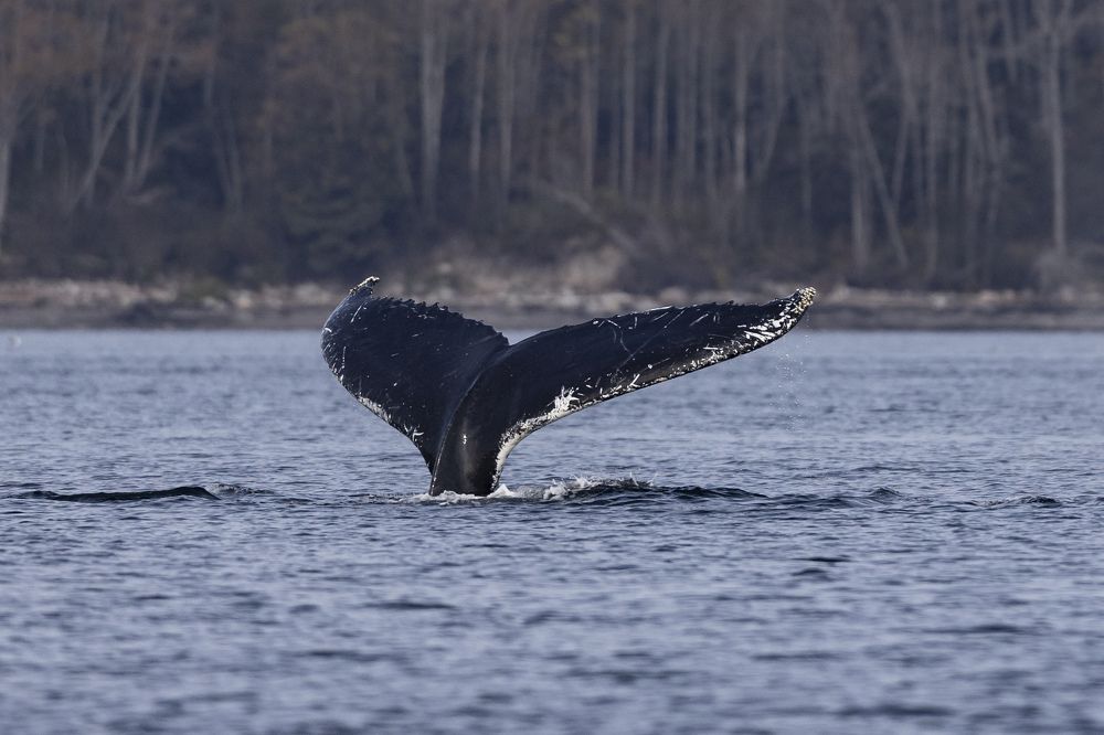 Humpback whale