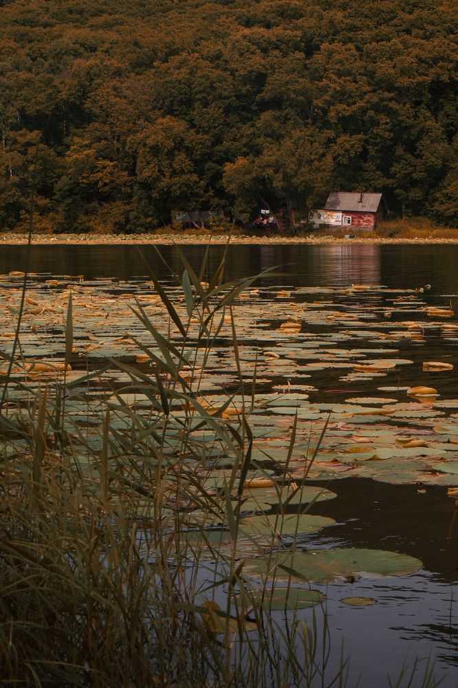 Озеро лотосов