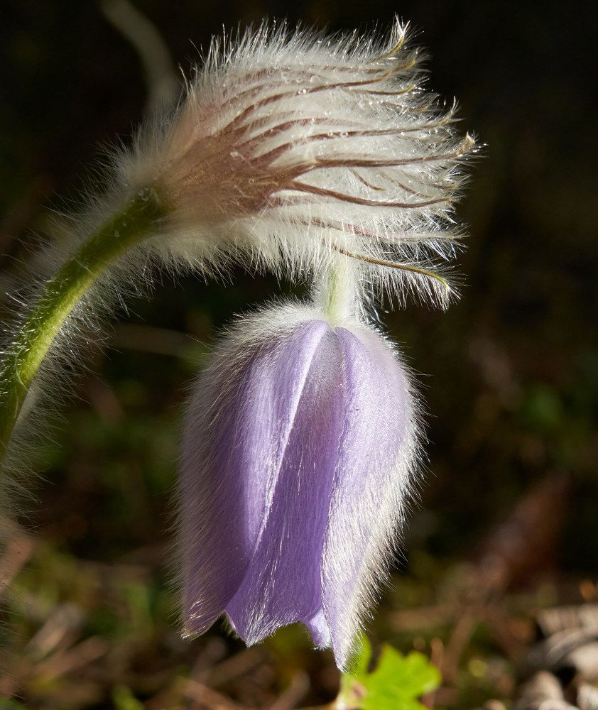 Photograph by Victor Krachkovsky
