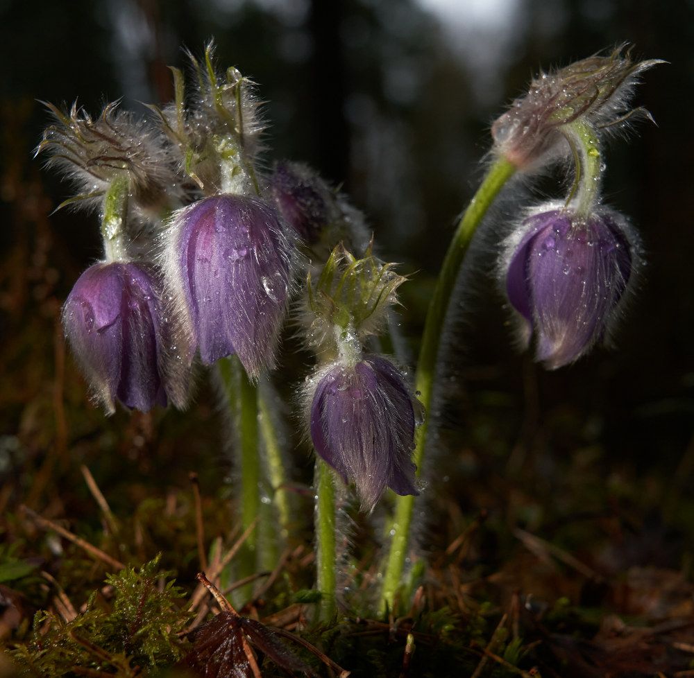 Photograph by Victor Krachkovsky
