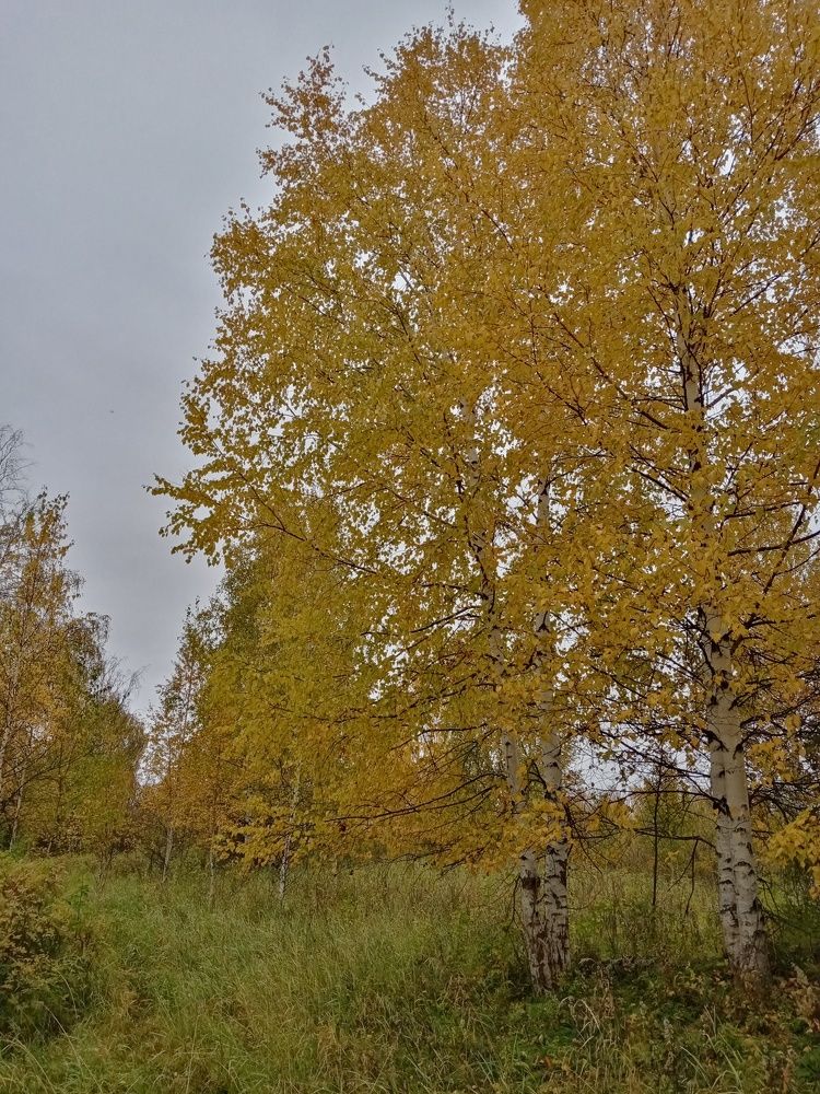 Photo #9614688