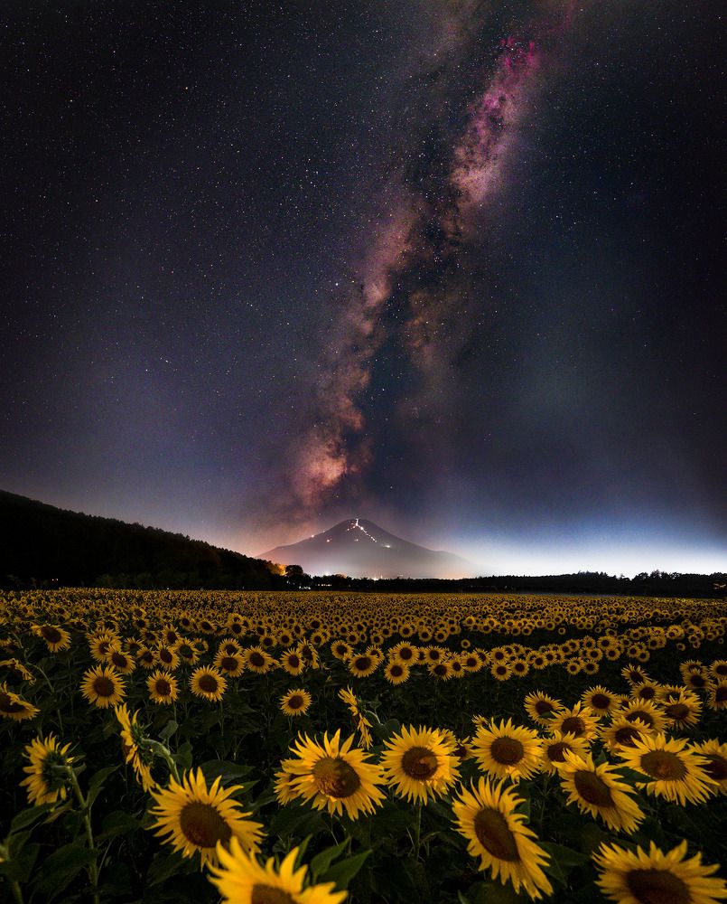 Sunflower field at the foot of Mount Fuji