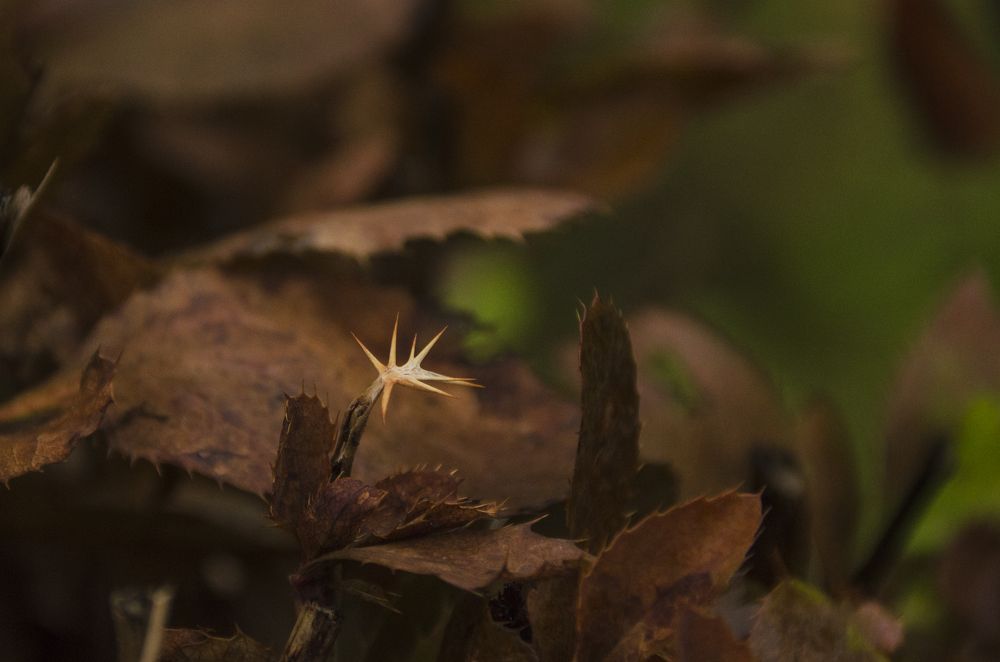 Photograph by Надежда Михайлина