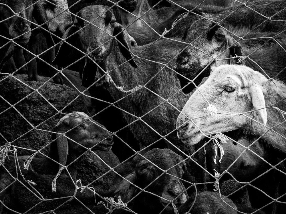 Photograph by Pavan Gude