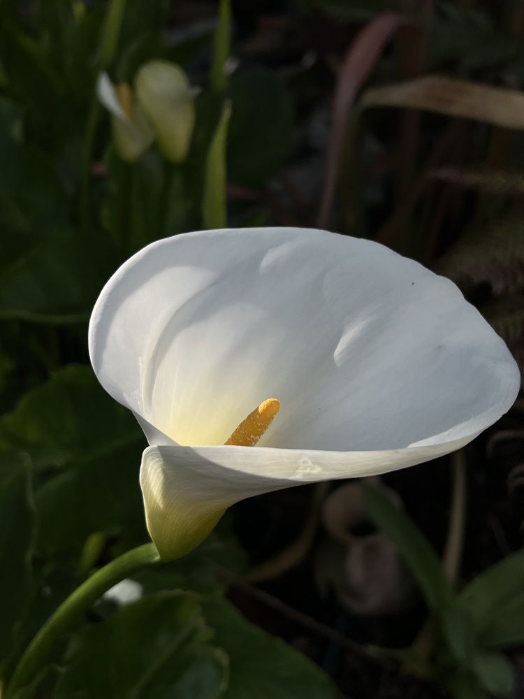 Photograph by Анастасия Куэлляр